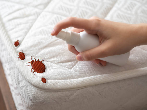 Professional Pest Control in Foscoe, NC