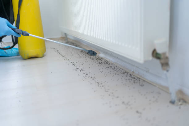 Best Bed Bug Extermination  in Foscoe, NC